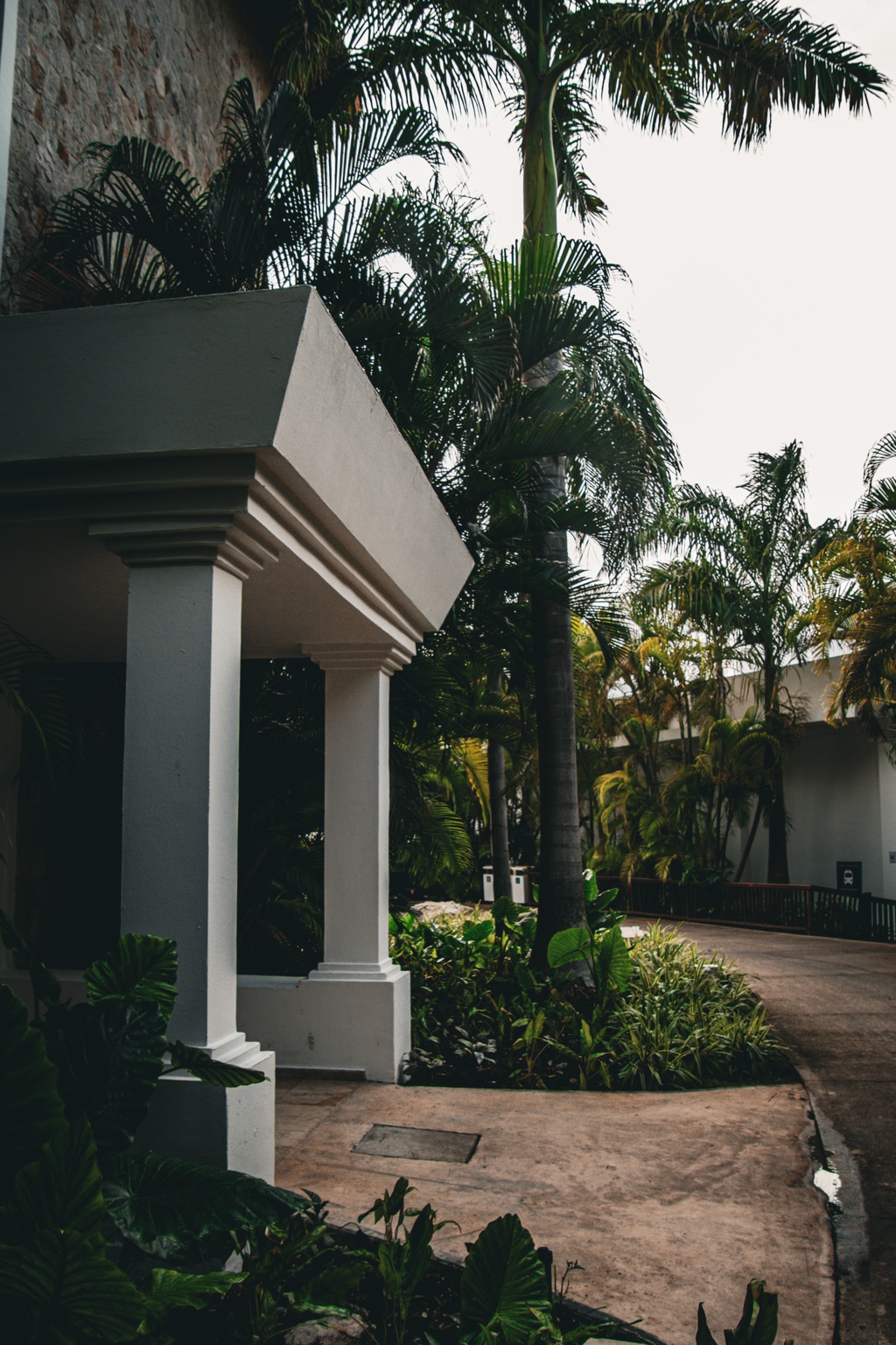 Tropical walkway surrounded by palm trees at the Grand Riviera Princess Family Club in Riviera Maya